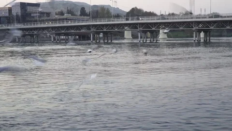 Gulls fly over the river water - fighting for food Stock Footage 82474666