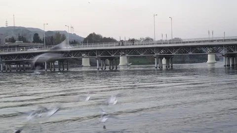 Gulls fly over the river water - fighting for food Stock Footage 82474745