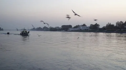 Gulls fly over the river water - fighting for food Stock Footage 82474760