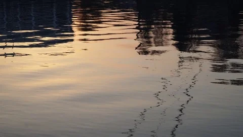 Gulls fly over the river water - fighting for food Stock Footage 82475113