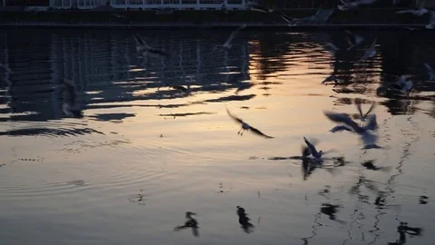 Gulls fly over the river water - fighting for food Stock Footage 82475141