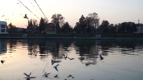 Gulls fly over the river water - fighting for food Stock Footage 82475166