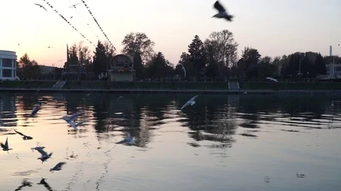 Gulls fly over the river water - fighting for food Stock Footage 82475186