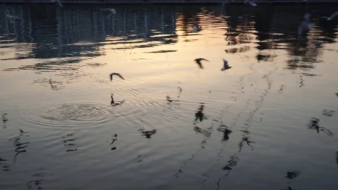 Gulls fly over the river water - fighting for food Stock Footage 82475199