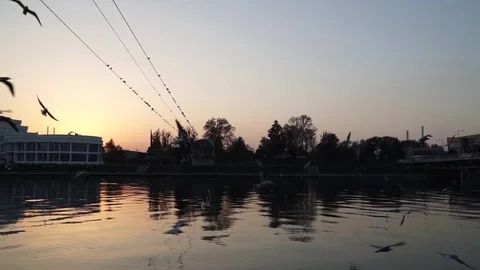 Gulls fly over the river water - fighting for food Stock Footage 82475213