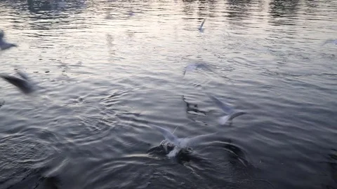 Gulls fly over the river water - fighting for food Stock Footage 82475372