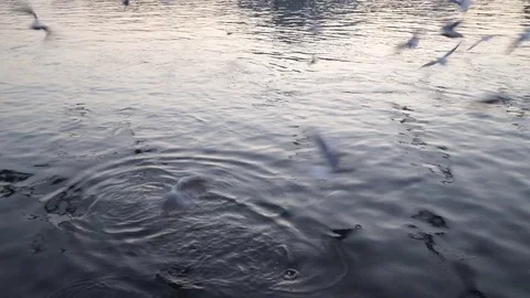 Gulls fly over the river water - fighting for food Stock Footage 82475375