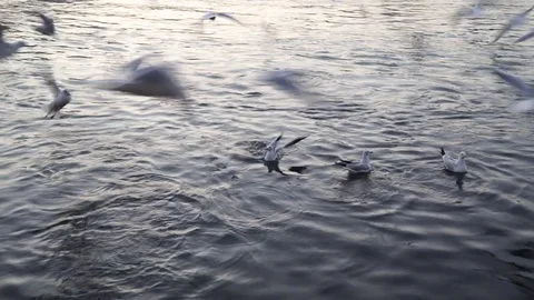 Gulls fly over the river water - fighting for food Stock Footage 82475421