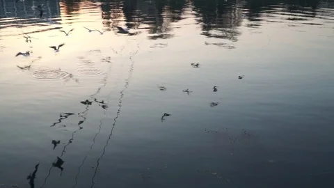 Gulls fly over the river water - fighting for food Stock Footage 82475436