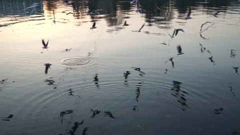 Gulls fly over the river water - fighting for food Stock Footage 82475442
