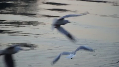 Gulls fly over the river water - fighting for food Stock Footage 82475467
