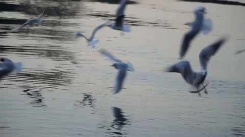 Gulls fly over the river water - fighting for food Stock Footage 82475470