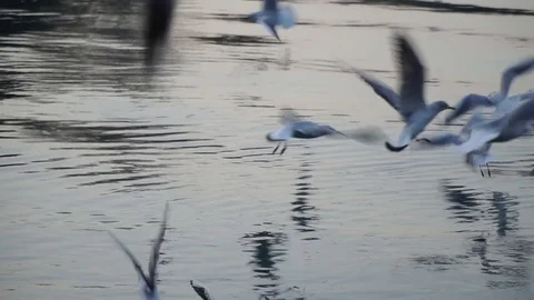 Gulls fly over the river water - fighting for food Stock Footage 82475482