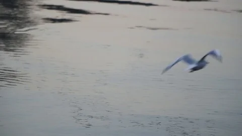 Gulls fly over the river water - fighting for food Stock Footage 82475491