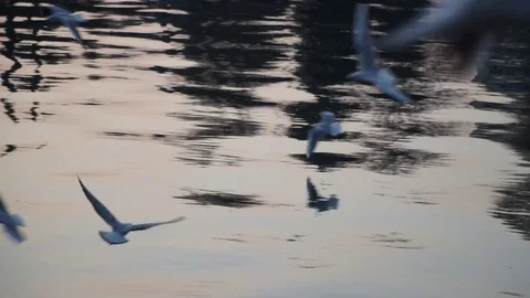 Gulls fly over the river water - fighting for food Stock Footage 82475526