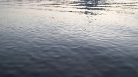Gulls fly over the river water - fighting for food Stock Footage 82475566