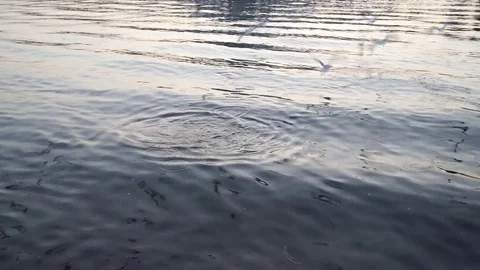 Gulls fly over the river water - fighting for food Stock Footage 82475568
