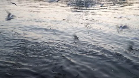 Gulls fly over the river water - fighting for food Stock Footage 82475606