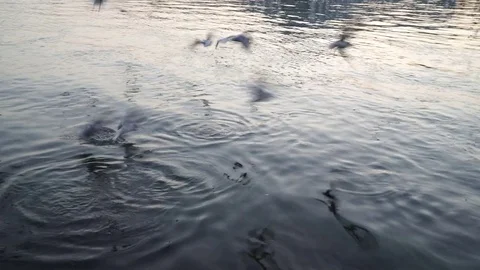 Gulls fly over the river water - fighting for food Stock Footage 82475628