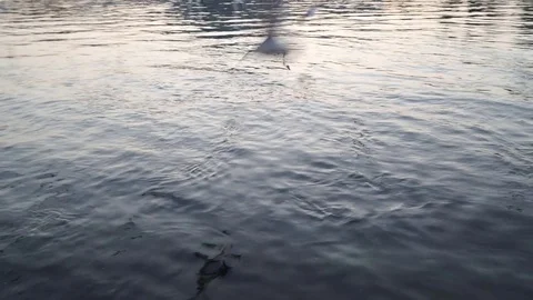 Gulls fly over the river water - fighting for food Stock Footage 82475637