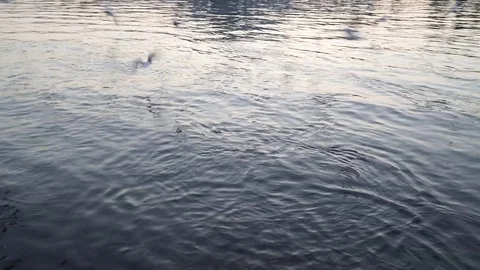Gulls fly over the river water - fighting for food Stock Footage 82475677