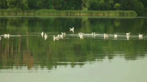 Gulls fly over the water Stock Footage 78526306