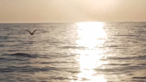 Gulls fly over the water at sunset. Stock-Footage 150580729