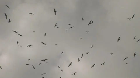 Gulls fly in sky circle around Stock-Footage 33822697