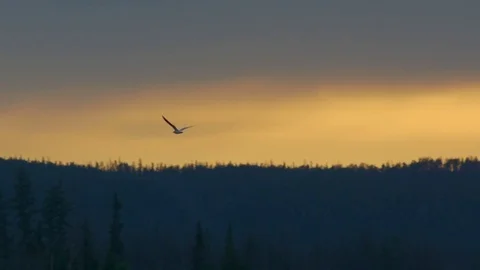 Gulls fly into the sunset, a strip of light over the forest Stock Footage 79128108