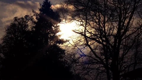 Gulls fly through forest skies at sunset Stock-Footage 229716758