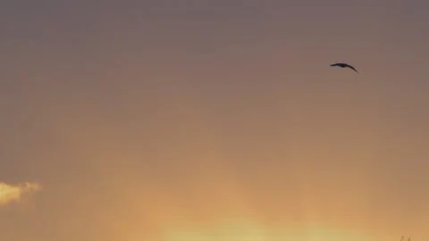 Gulls fly through skies at sunset Stock Footage 229716617