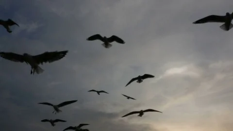 The gulls fly together in an evening atmosphere near the coastal dusk. Stock-Footage 83758237
