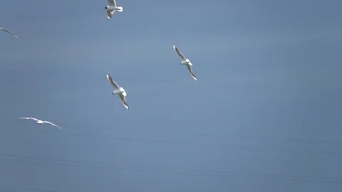 Gulls flying 250FPS Stock Footage 92455685