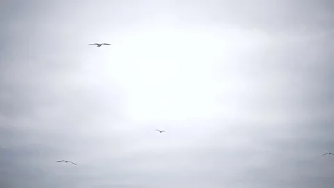 Gulls flying against the cloudy sky background Stock Footage 84547103