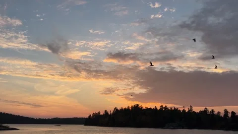 Gulls flying against a sunset sky on a northern lake Stock Footage 273176489
