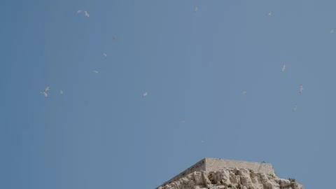 Gulls flying along a cliff on a desert island in the sun, Frioul, Marseille Stock Footage 287310907