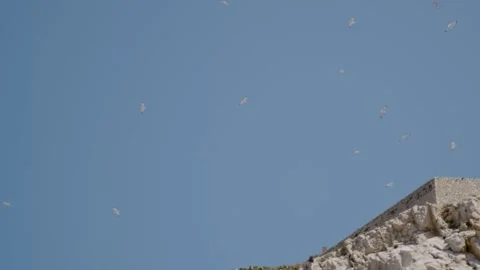 Gulls flying along a cliff on a desert island in the sun, Frioul, Marseille Stock Footage 287310928