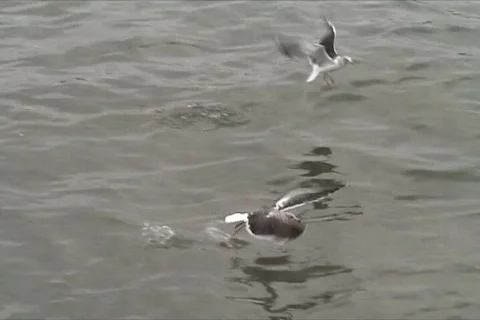Gulls flying and eating Stock Footage 116628