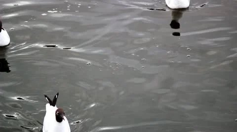 Gulls flying away Stock Footage 10891114