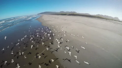 Gulls Flying Away Stock Footage 52263283