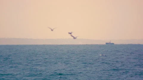 Gulls flying on the background of the boat. Slow motion. Stock Footage 64996416