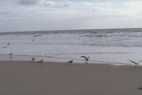 Gulls flying in beach Stock Footage 110045