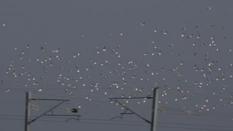 Gulls flying in blue sky large flock UK 4K Stock Footage 206068122