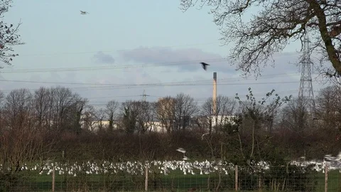 Gulls flying from a field on migration UK 4K Video stock 122295731
