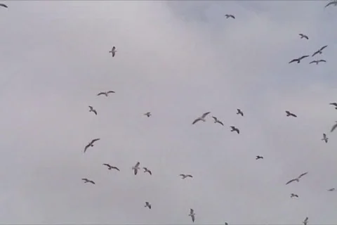 Gulls flying Video stock 111150