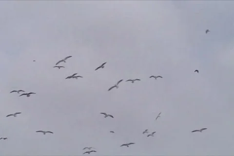 Gulls flying Video stock 116627
