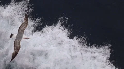 Gulls flying Stock Footage 132024030