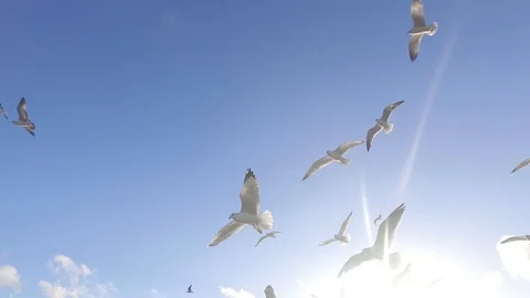 Gulls Flying In Light Slow Motion Stock-Footage 96267059