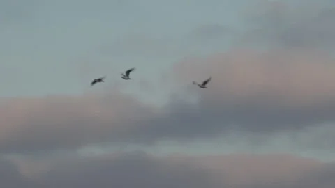 Gulls flying low on migration in England evening light UK 4K Stock Footage 170084640