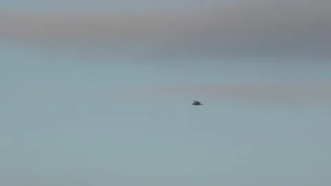 Gulls flying low on migration in winter sky England UK 4K Stock Footage 170084101